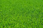 Green grass