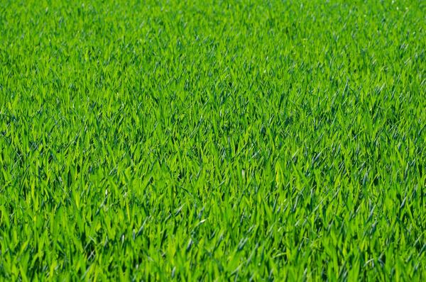 Green grass